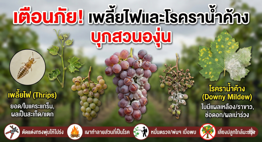 เตือนการเฝ้าระวัง