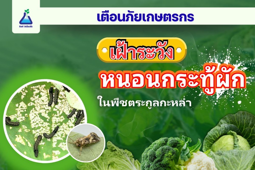 เตือนการเฝ้าระวัง