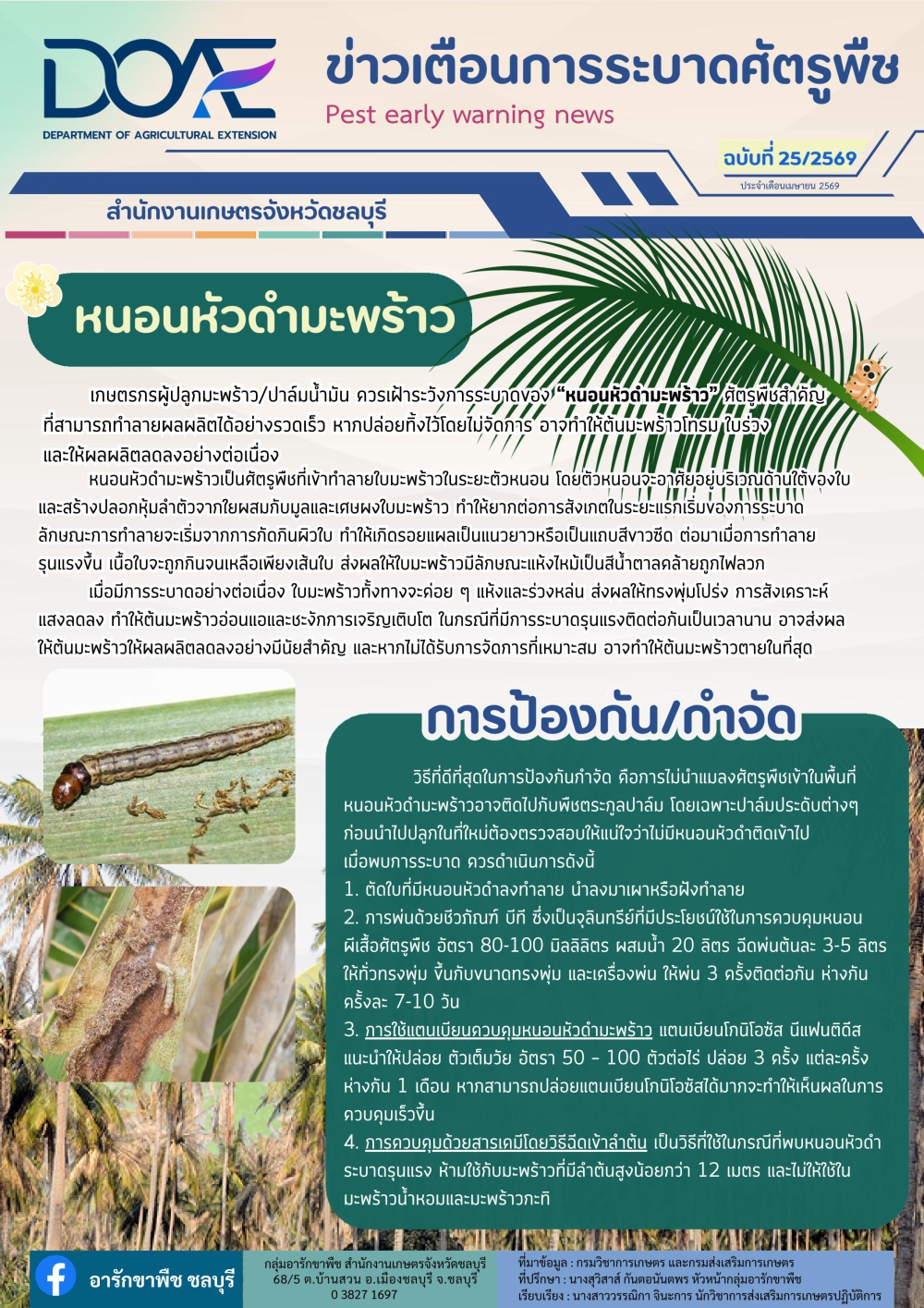 หนอนหัวดำมะพร้าว