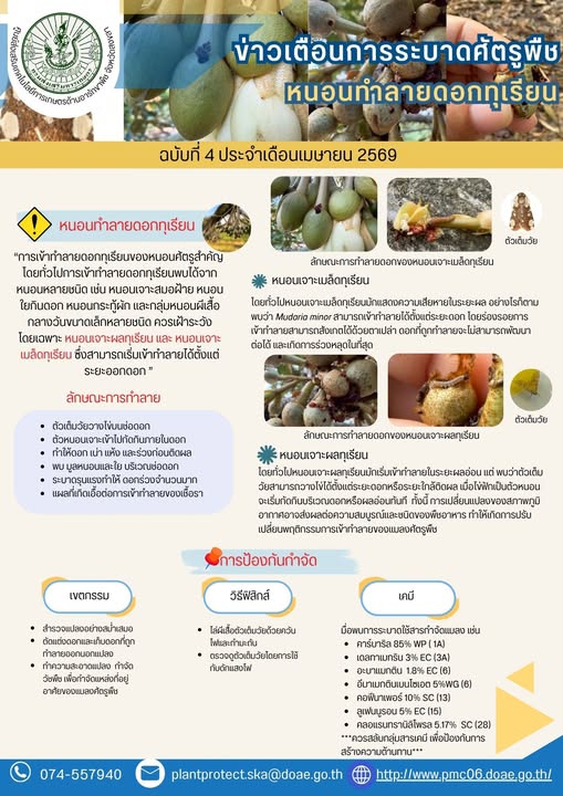 เตือน หนอนทำลายดอกทุเรียน ระยะดอกทุเรียน