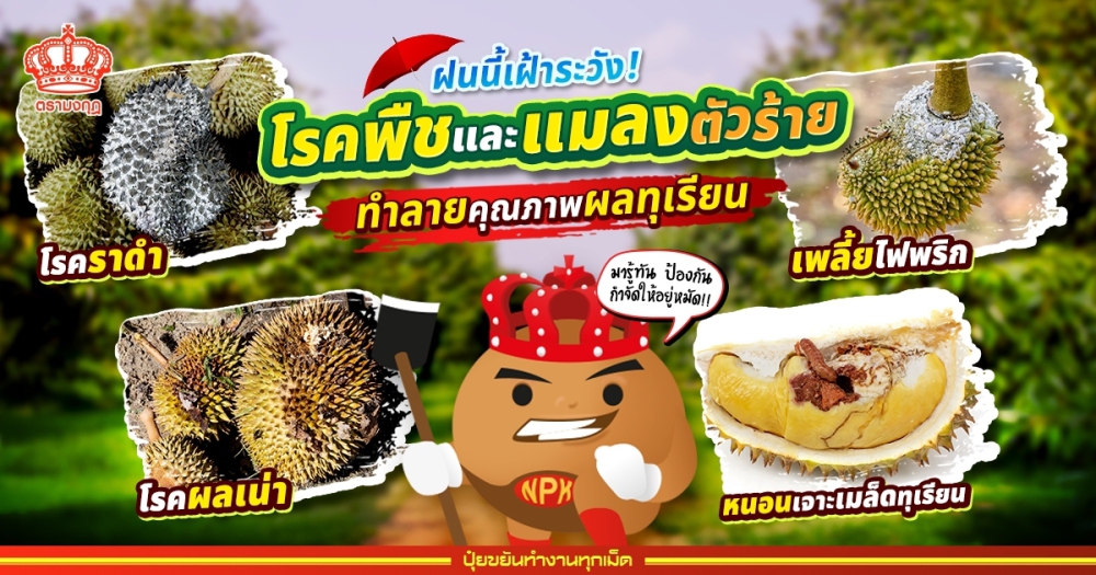 โรคพืชผักที่ควรรู้ต้องระวังในฤดูฝน