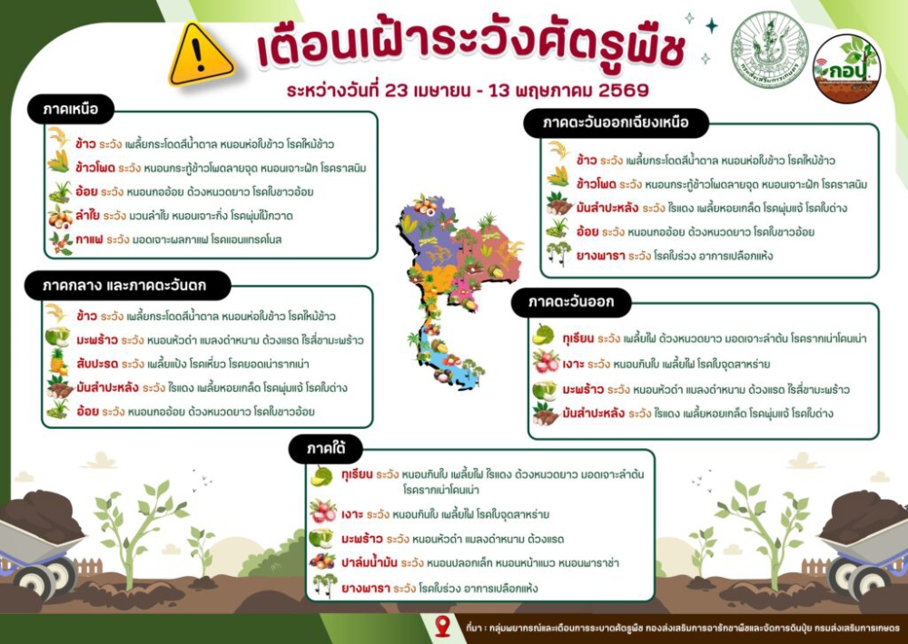 เตือนเฝ้าระวังศัตรูพืช ระหว่าง 23 เมษายน - 13 พฤษภาคม 2569
