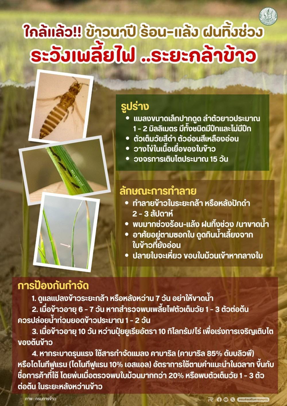 ระวังเพลี้ยไฟ ระยะกล้าข้าว