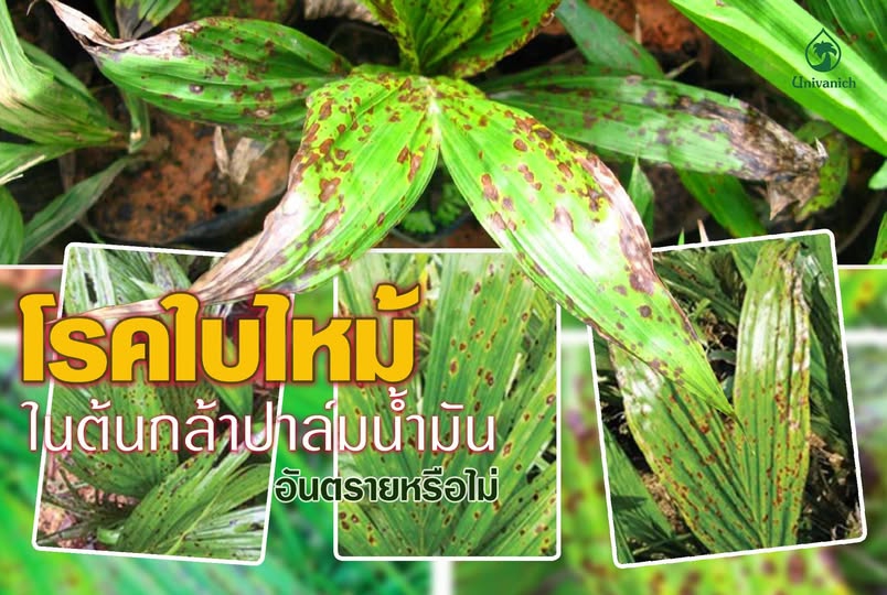 เตือนการเฝ้าระวัง