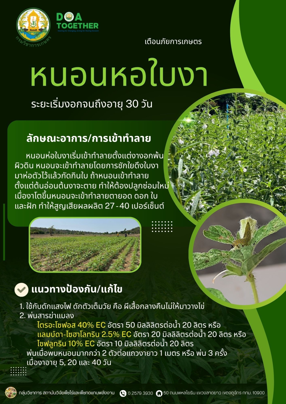เตือนภัยการเกษตร  เกษตรกรผู้ปลูกงา