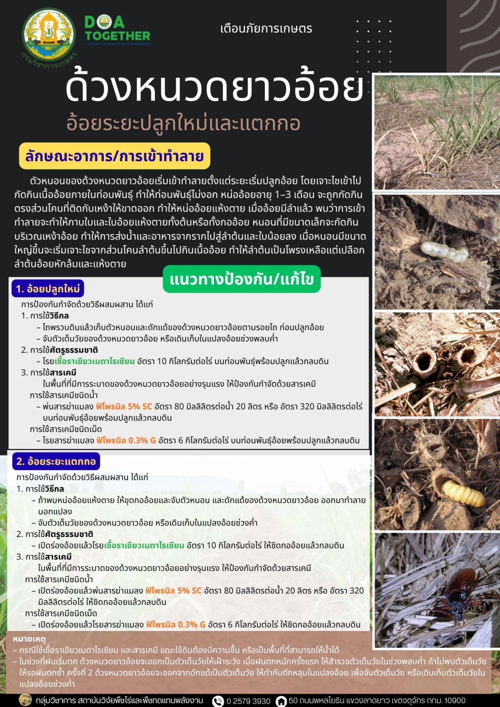 เตือนภัยการเกษตรเกษตรผู้ปลูกอ้อยในระยะอ้อยปลูกใหม่และระยะแตกกอ