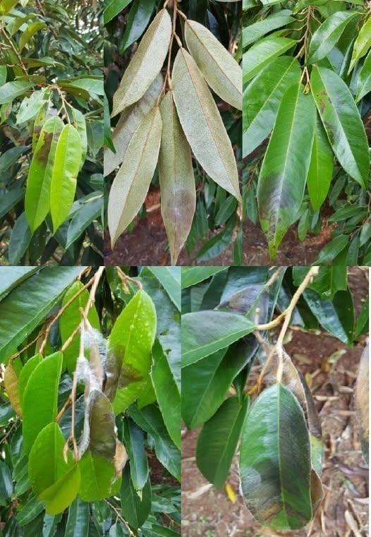 ระวัง โรคใบติด หรือใบไหม้ (เชื้อรา Rhizoctonia solani) ในทุเรียน