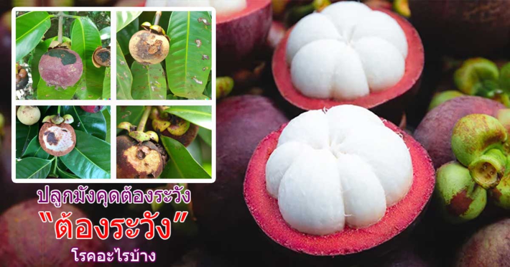 เตือนการเฝ้าระวัง