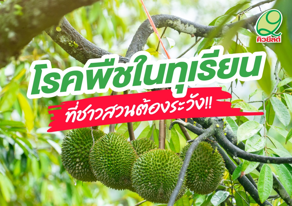 เตือนการเฝ้าระวังโรคแอนแทรคโนสในทุเรียน