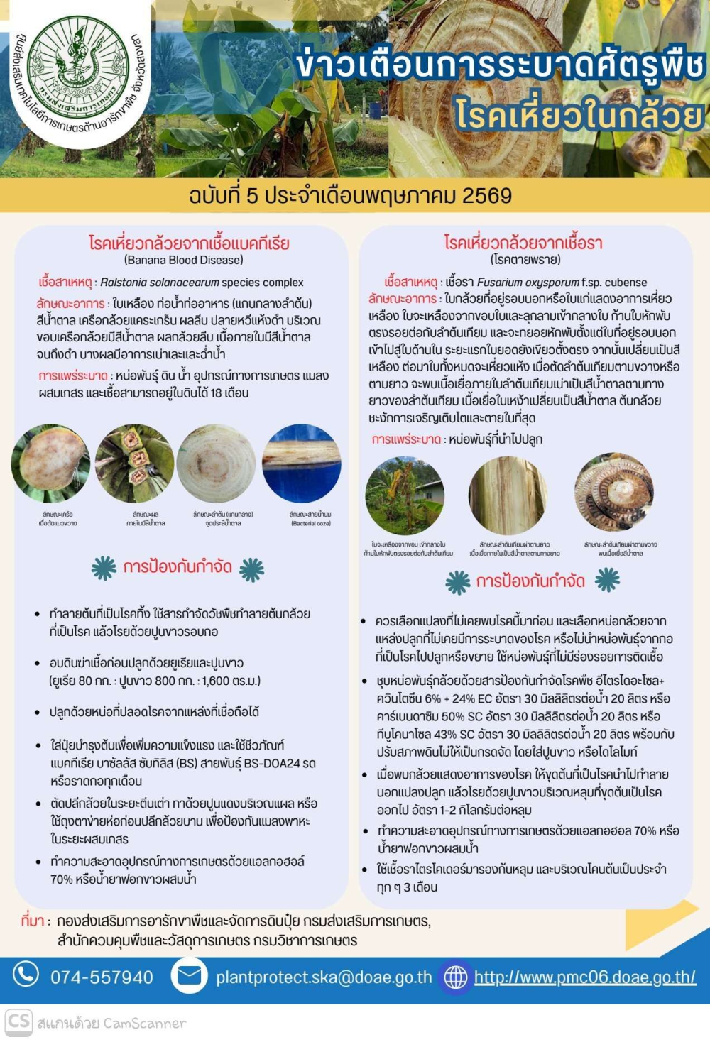 โรคเหี่ยวกล้วยตายพรายกับเหี่ยวแบคทีเรีย
