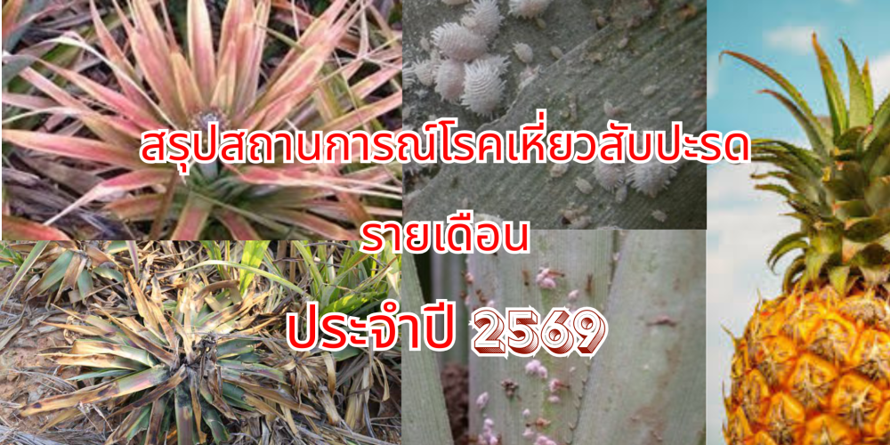 ข้อมูลการระบาดโรคเหี่ยวในสับปะรดรายเดือน ประจำปี 2569