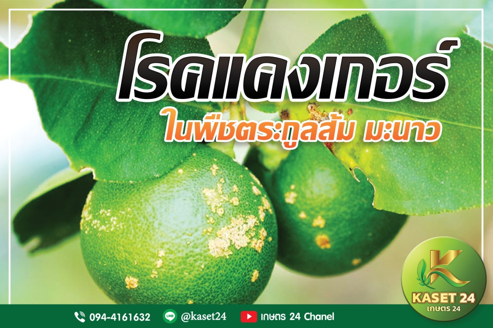 เตือนการเฝ้าระวัง