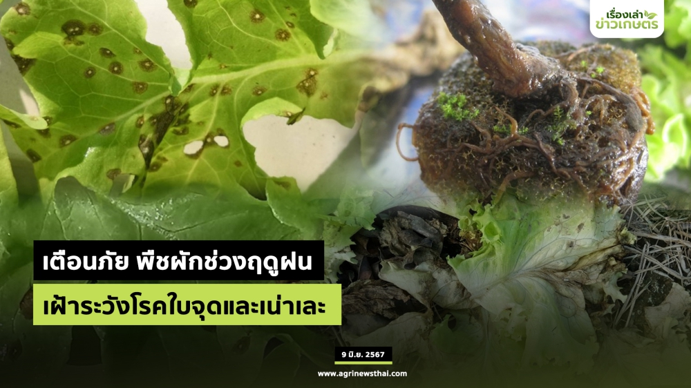 เตือนการระวังโรคใบจุดและเน่าเละประจำเดือน