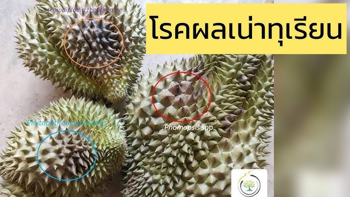 เตือนการเฝ้าระวัง