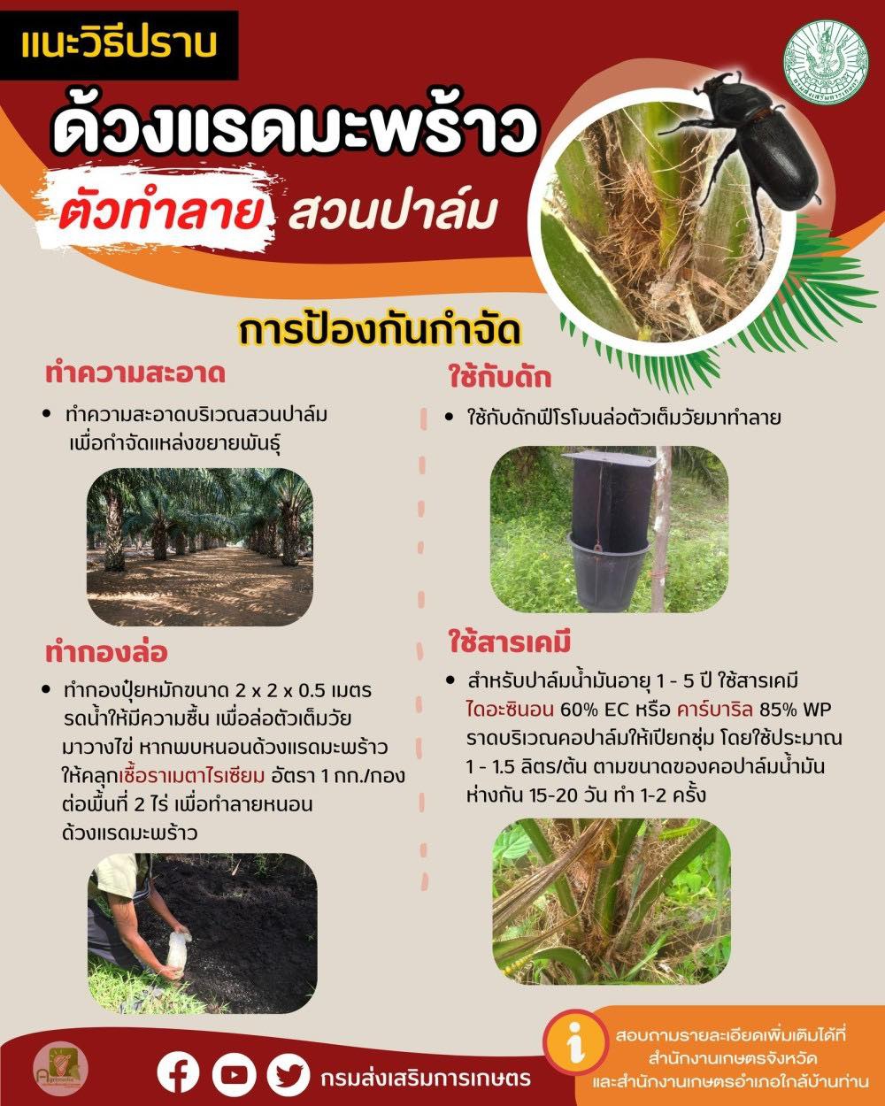 ด้วงแรดมะพร้าว ตัวทำลาย สวนปาล์ม