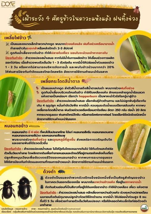 เฝ้าระวัง ! 4 วายร้ายในนาข้าว ในช่วงฝนทิ้งช่วง