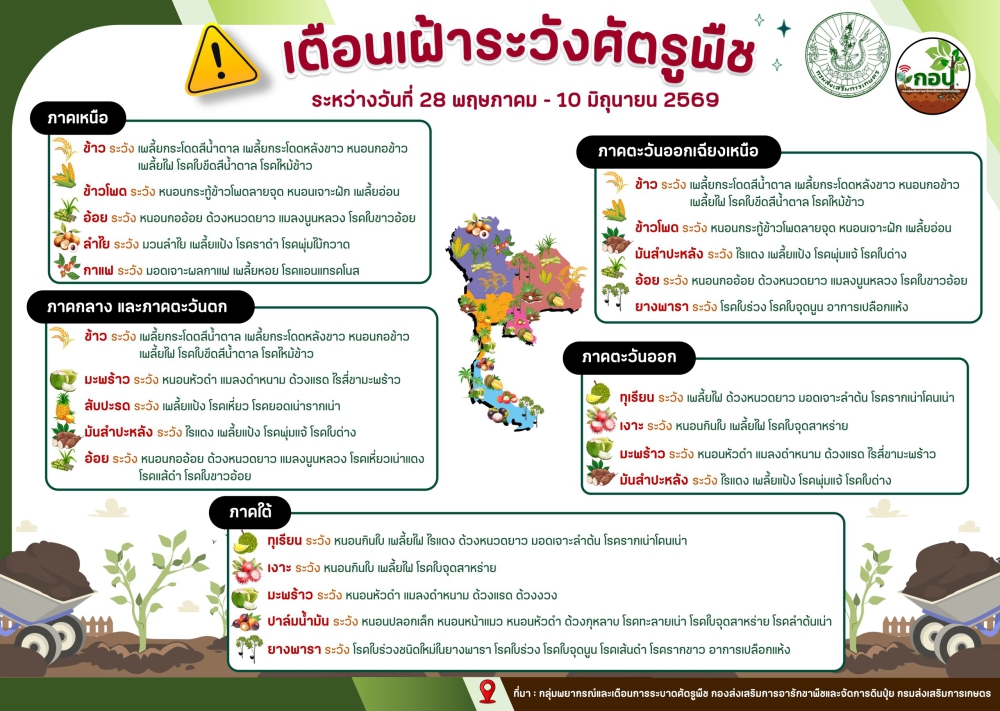 เตือนเฝ้าระวังศัตรูพืช ระหว่าง 28 พฤษภาคม - 10 มิถุนายน 2569