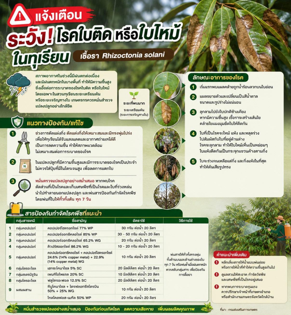 ระวังโรคใบติดหรือใบไหม้ในทุเรียน