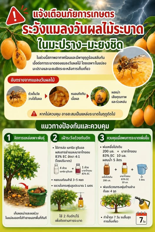 เตือนภัยการเกษตรระวังแมลงวันผลไม้ระบาดในมะปราง