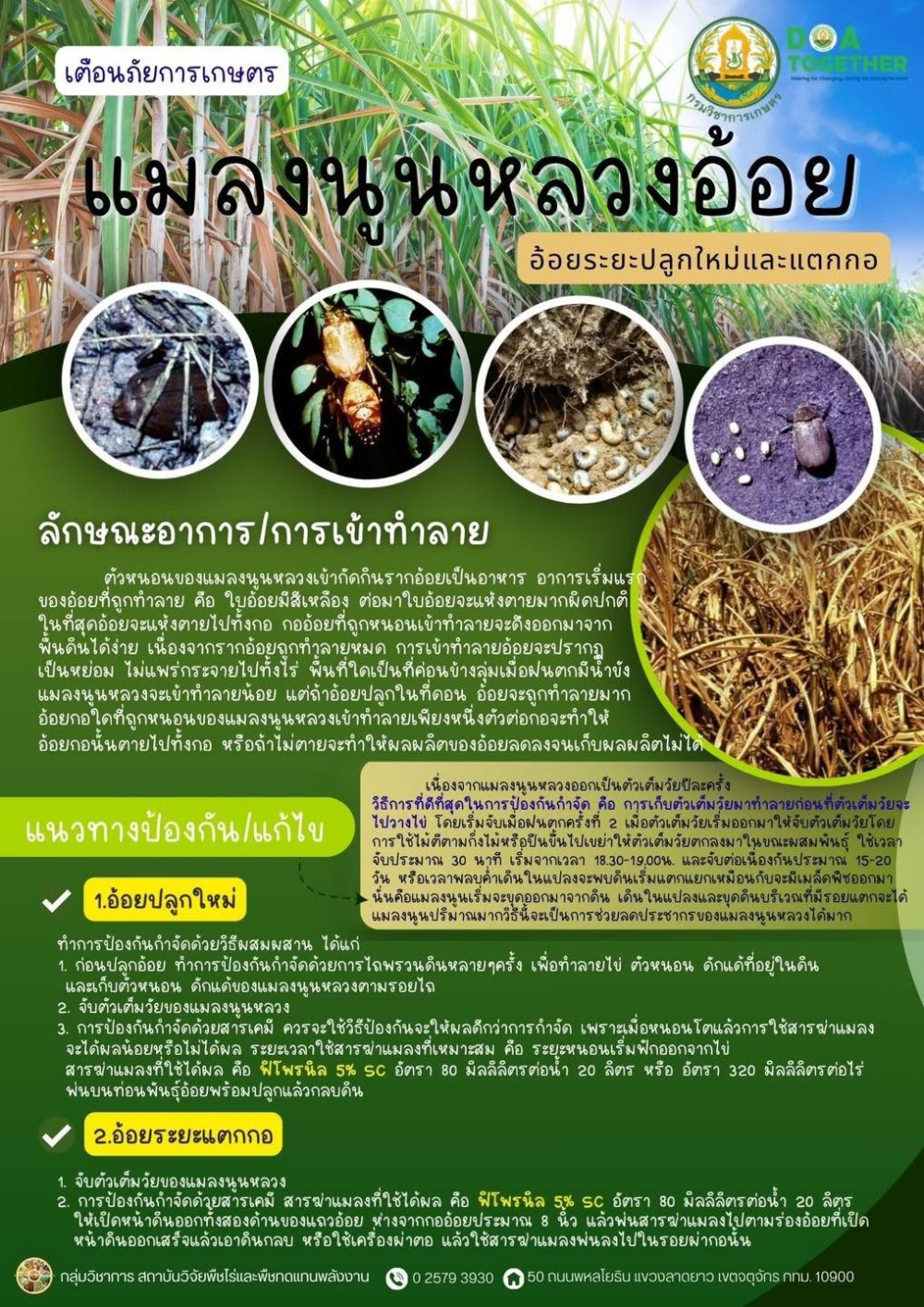 เตือนภัยการเกษตรเกษตรผู้ปลูกอ้อยในระยะอ้อยปลูกใหม่และระยะแตกกอ