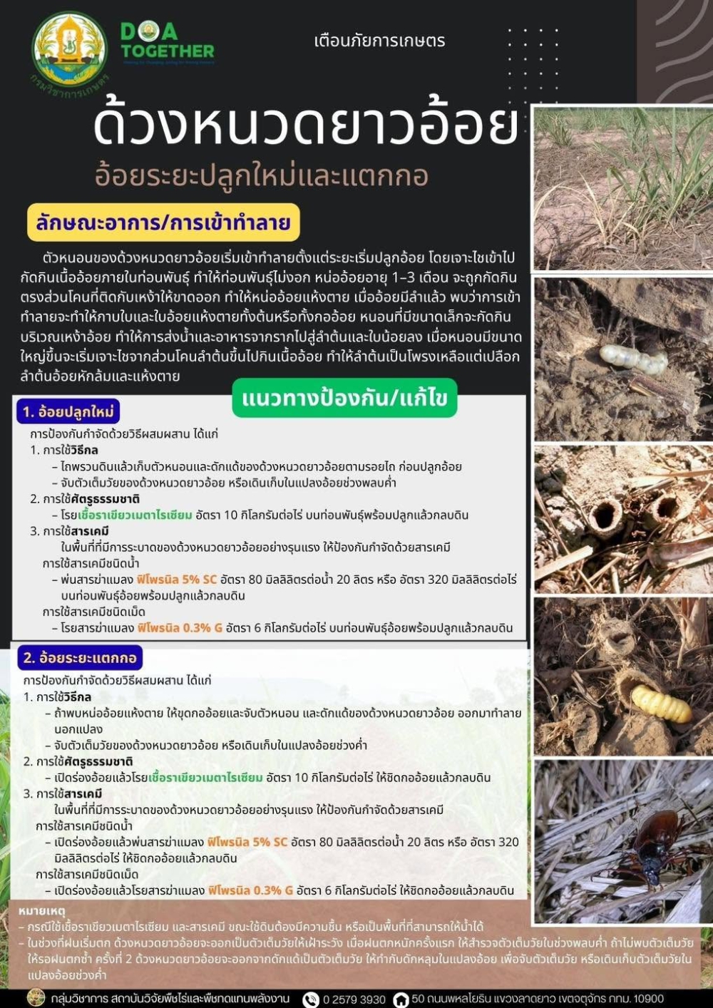 เตือนภัยการเกษตรเกษตรผู้ปลูกอ้อยในระยะอ้อยปลูกใหม่และระยะแตกกอ