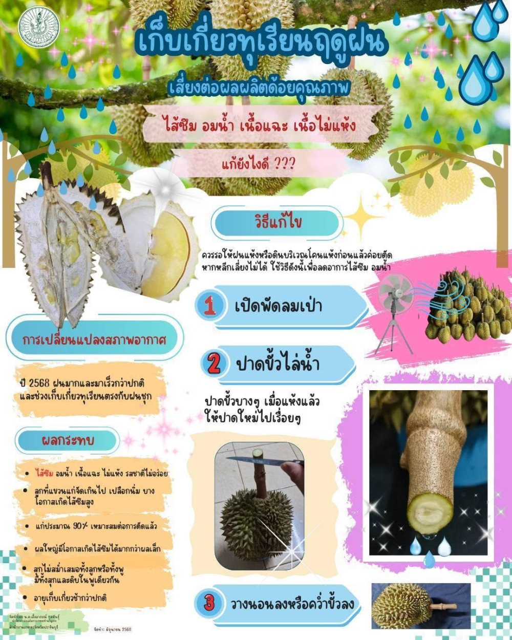 การเก็บเกี่ยวทุเรียนฤดูฝน