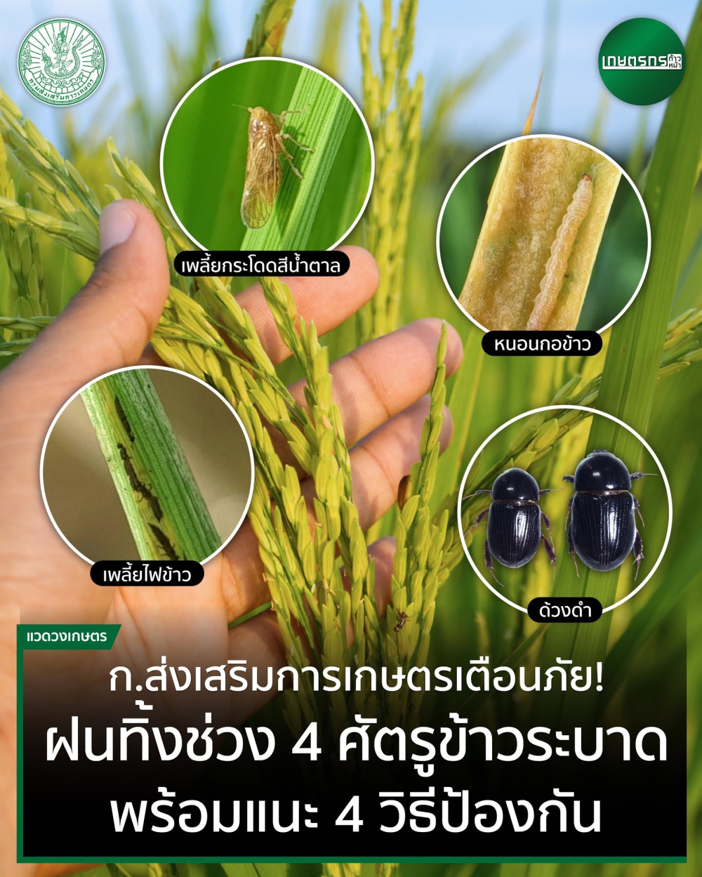 สัญญาณเตือน!ฝนทิ้งช่วงมิ.ย.-ก.ค.เสี่ยงศัตรูข้าวชนิดระบาด