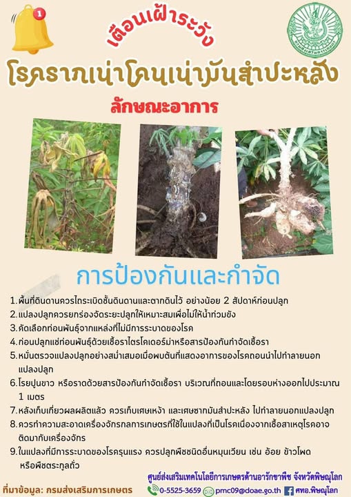โรครากเน่าโคนเน่ามันสำปะหลัง