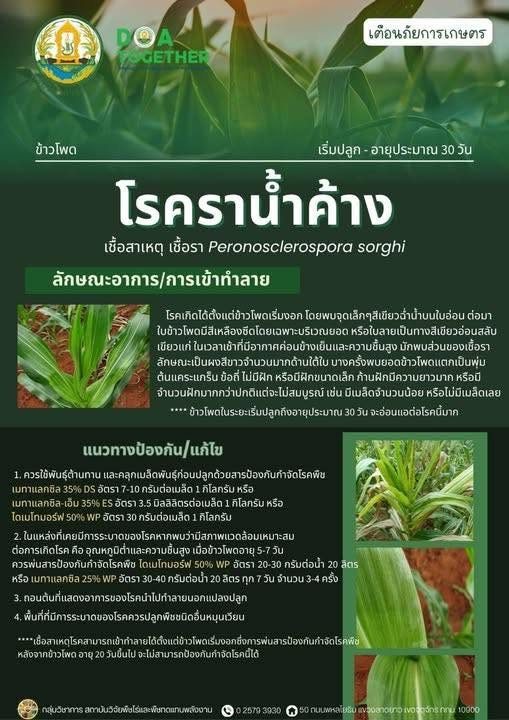 เตือนภัยการเกษตรเกษตรกรผู้ปลูกข้าวโพด
