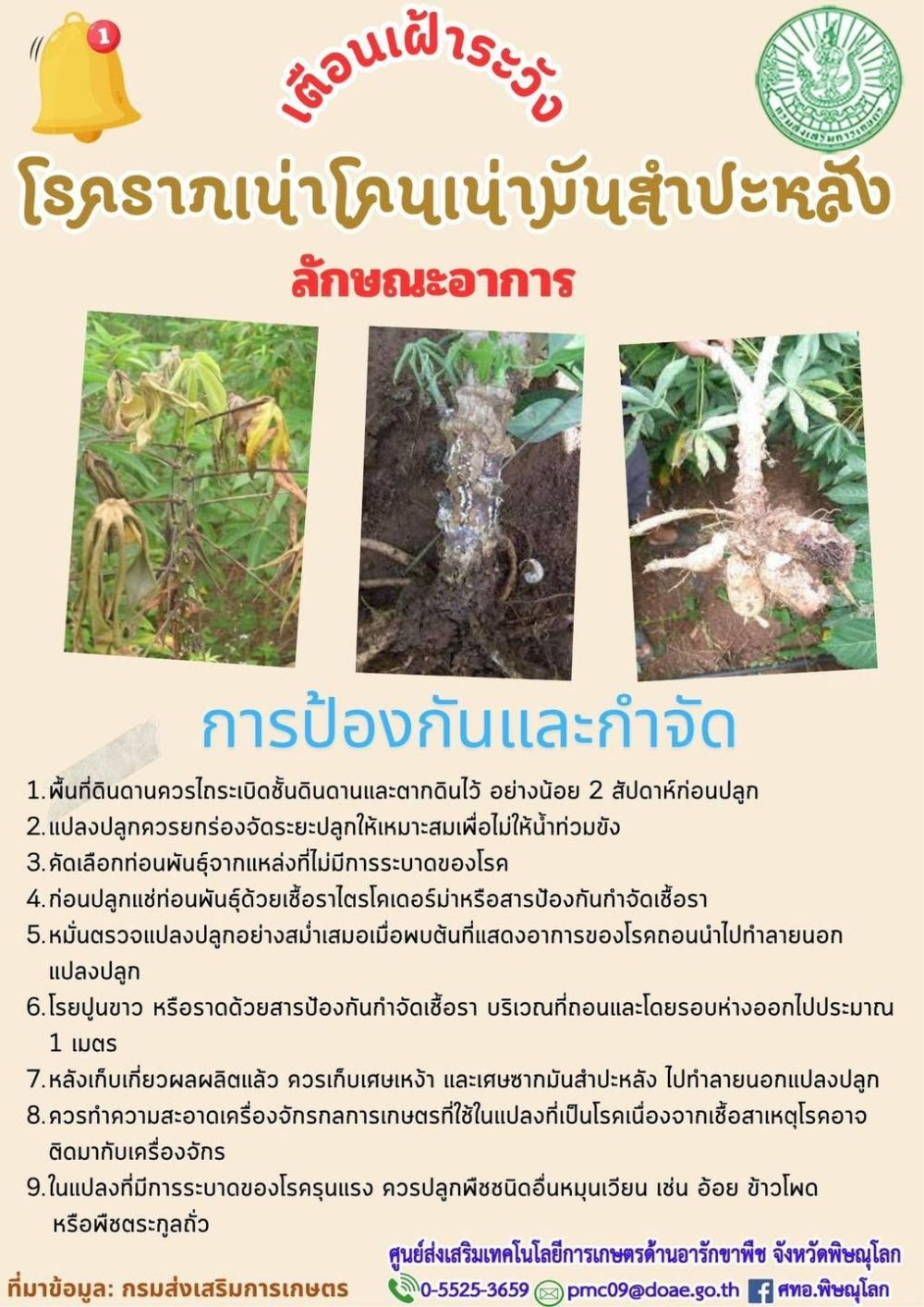 โรครากเน่าโคนเน่ามันสำปะหลัง