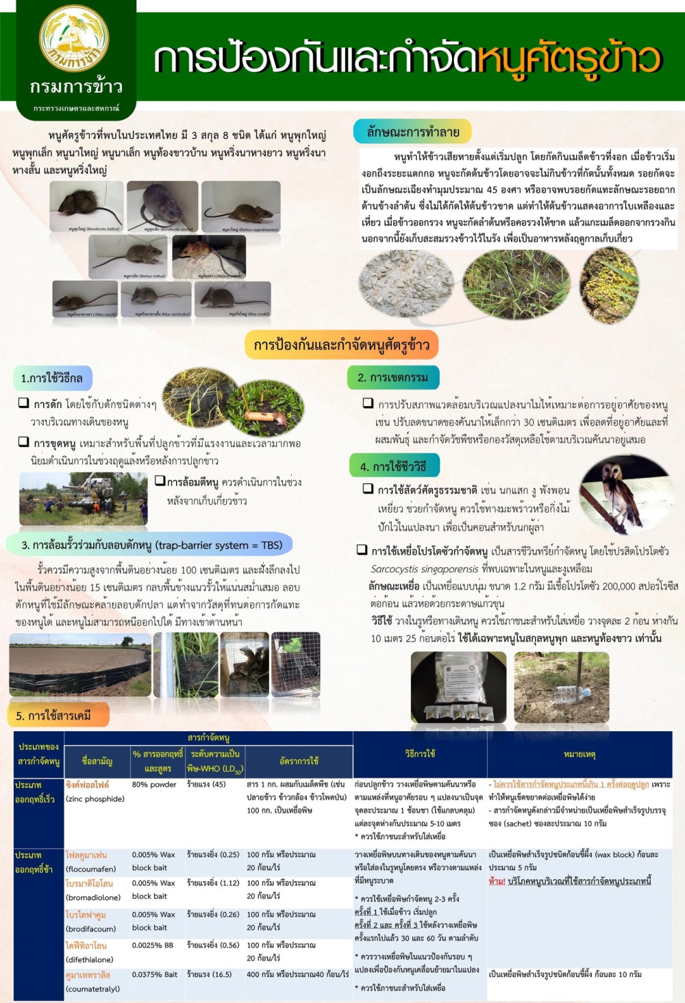 เตือนเกษตรกรผู้ปลูกข้าวเฝ้าระวังหนูระบาดในนาข้าว