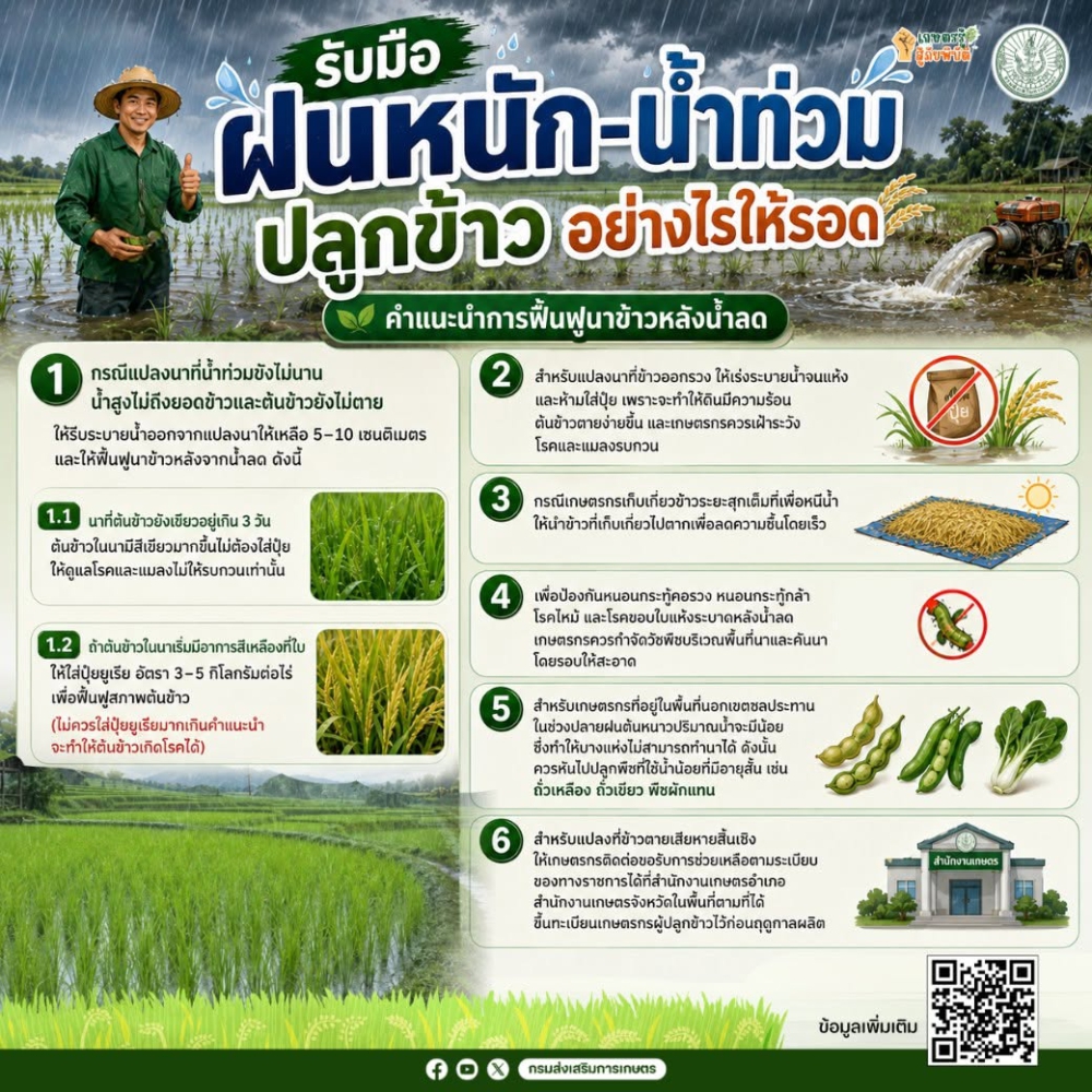 รับมือฝนหนัก–น้ำท่วม ปลูกข้าวอย่างไรให้รอด?