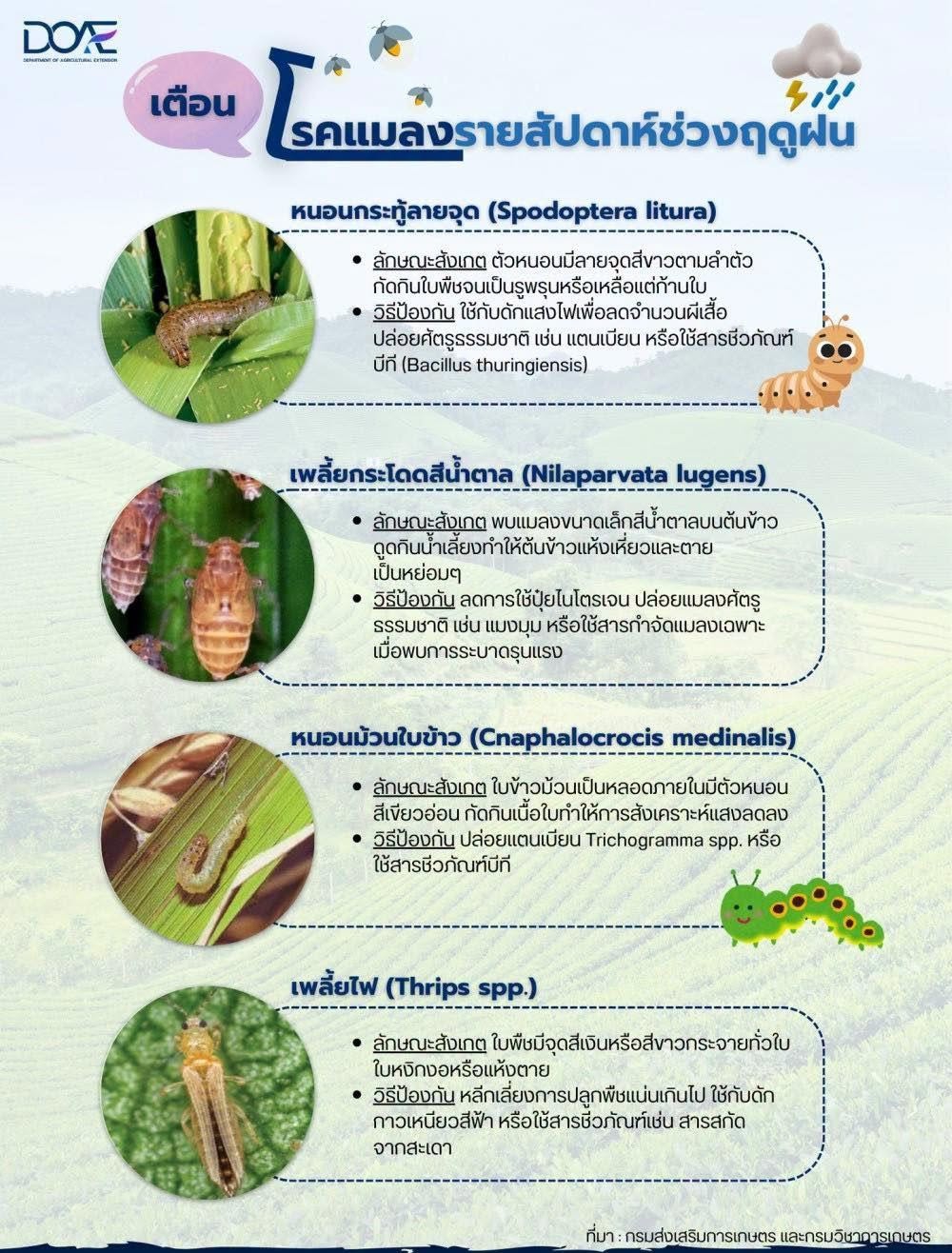 แจ้งเตือนเกษตรกรเฝ้าระวังโรคแมลงรายสัปดาห์ช่วงฤดูฝน