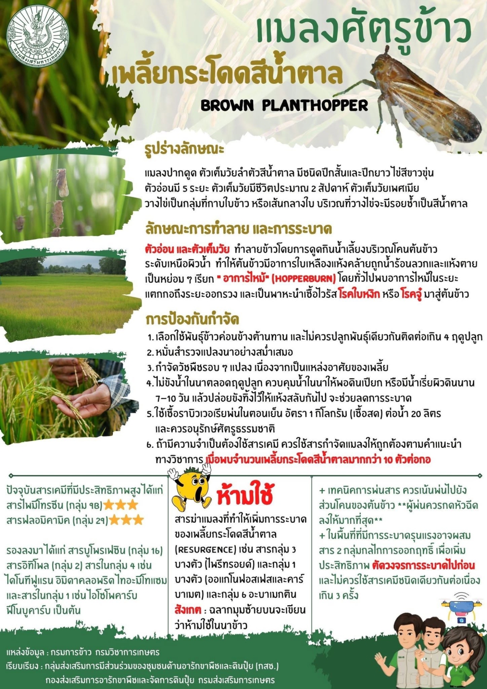 เพลี้ยกระโดดสีน้ำตาล...