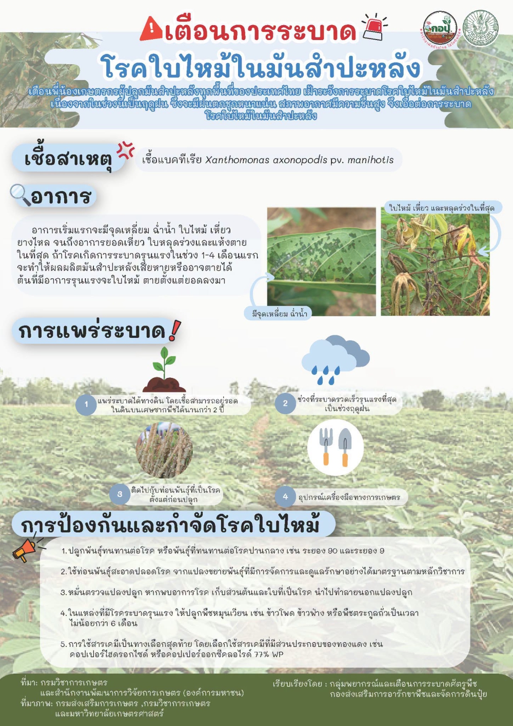 เตือนการระบาด! โรคใบไหม้ในมันสำปะหลัง