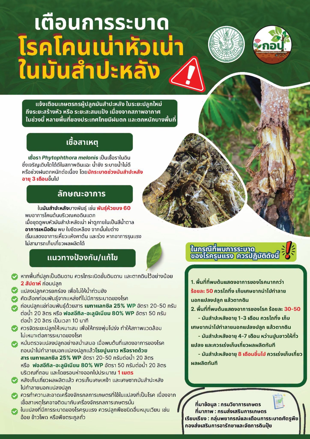 เตือนการระบาด! โรคโคนเน่าหัวเน่าในมันสำปะหลัง