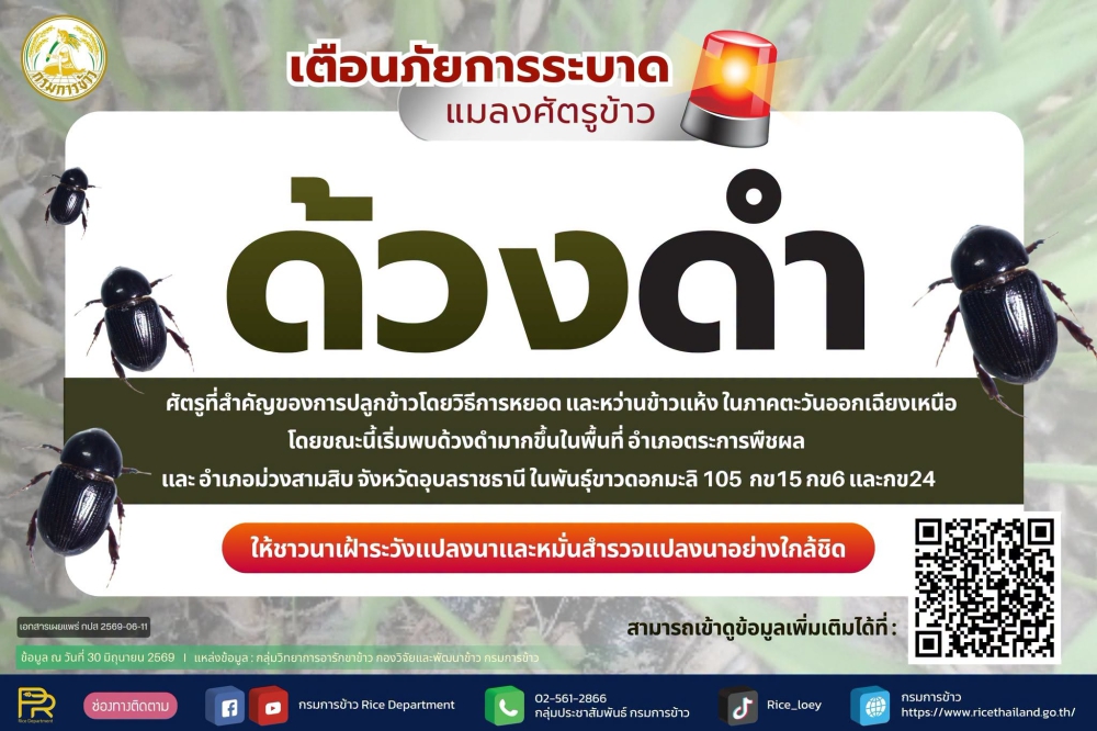 เตือนเฝ้าระวังศัตรูข้าวด้วงดำ