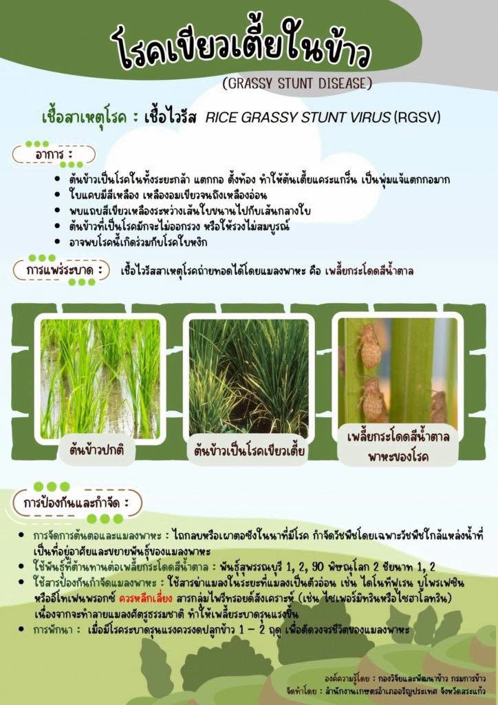 ระวังโรคเขียวเตี้ยในข้าว