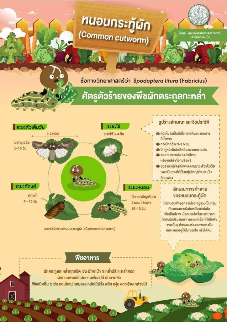 หนอนกระทู้ผัก(Commoncutworm)ศัตรูตัวร้ายของพืชผักตระกูลกะหล่ำ