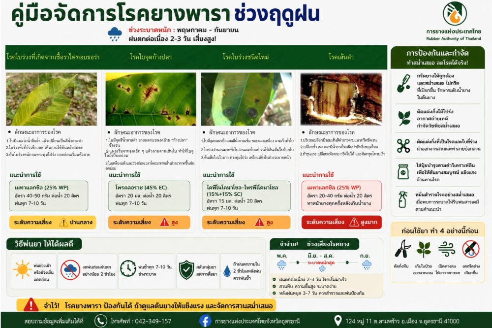 คู่มือจัดการโรคยางพาราช่วงฤดูฝน