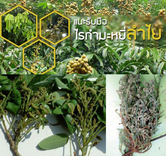 เตือนการเฝ้าระวัง