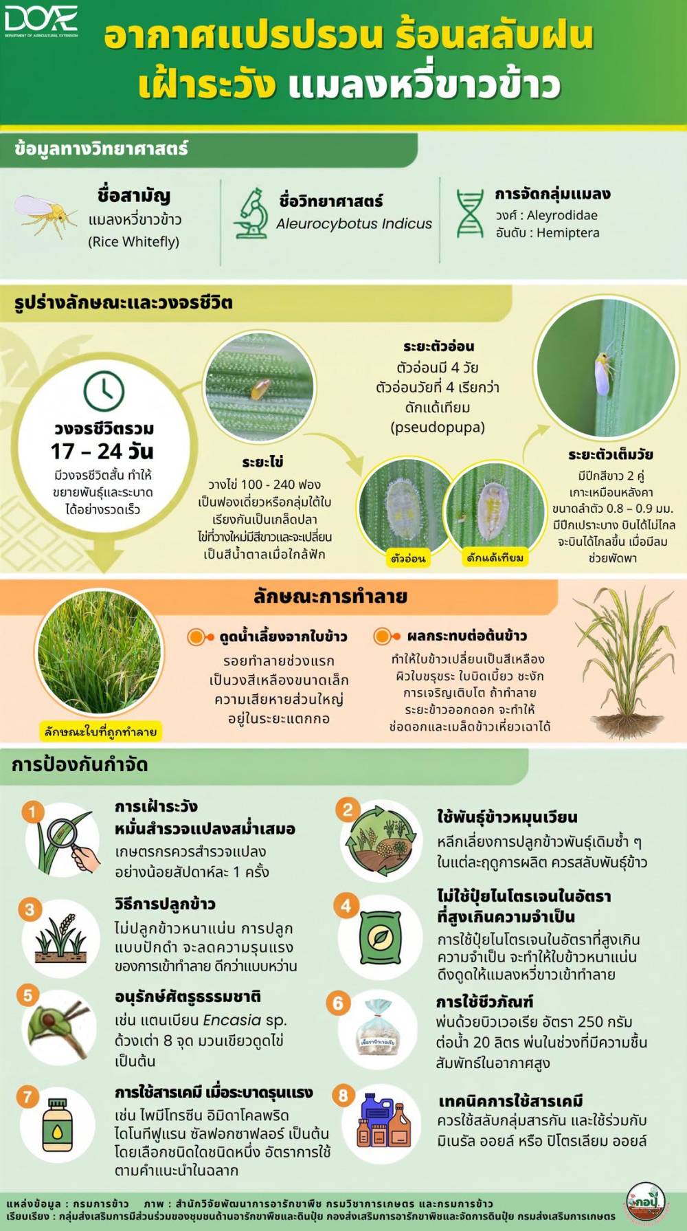 อากาศแปรปรวน ร้อนสลับฝน เฝ้าระวังแมลงหวี่ขาวข้าว