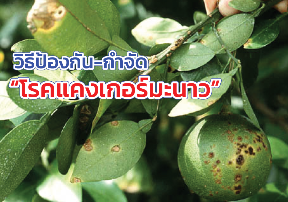 รู้ทันโรคแคงเกอร์ในมะนาว