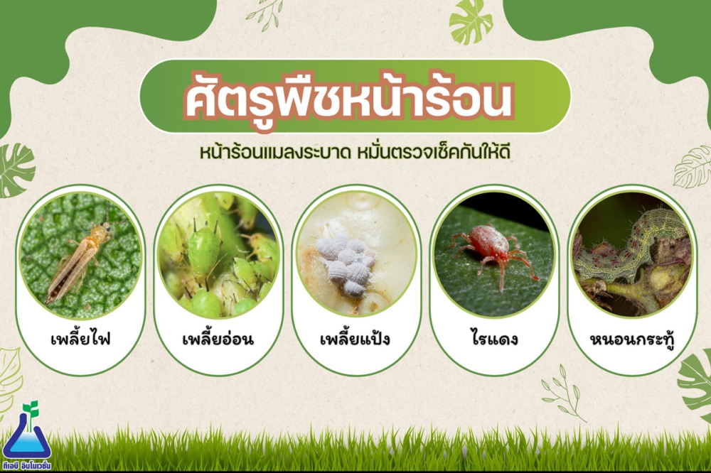ขอส่งสรุปรายงานศัตรูพืชระบาด