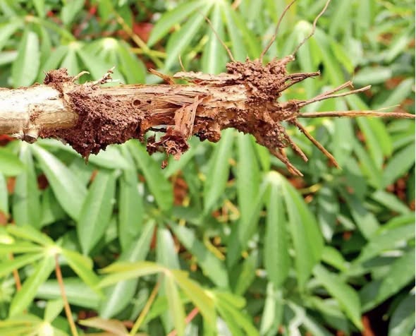 ระวัง!โรคโคนเน่าหัวเน่า(เชื้อราPhytophthora