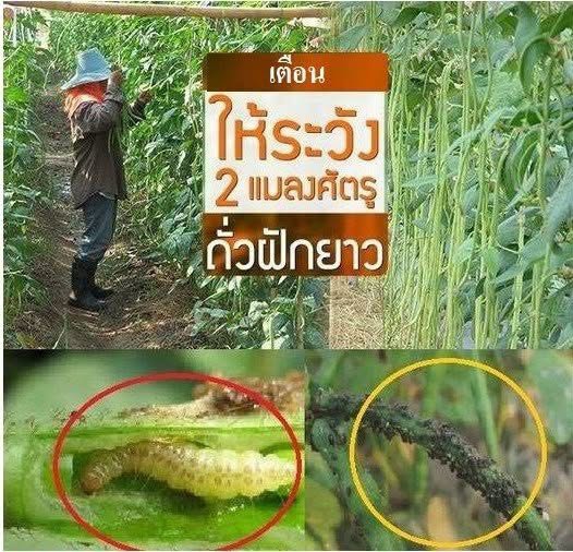 ระวัง 2 แมลงศัตรูถั่วฝักยาว