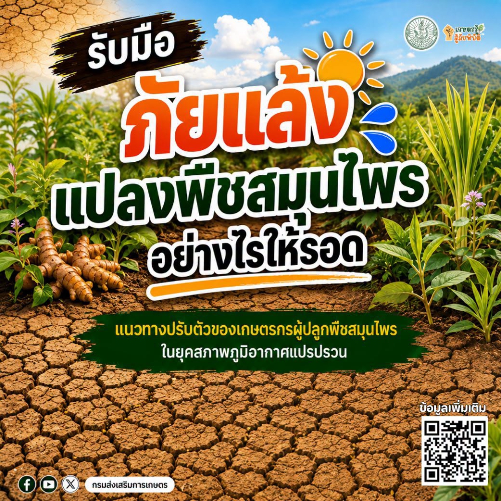 รับมือเอลนีโญ&ฝนทิ้งช่วง!ปลูกพืชสมุนไพรอย่างไรให้รอด