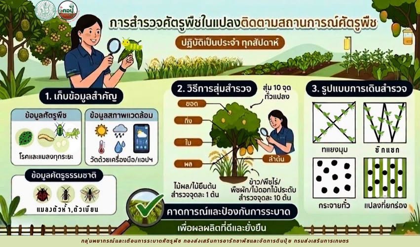 การติดตามสถานการณ์การระบาดศัตรูพืช