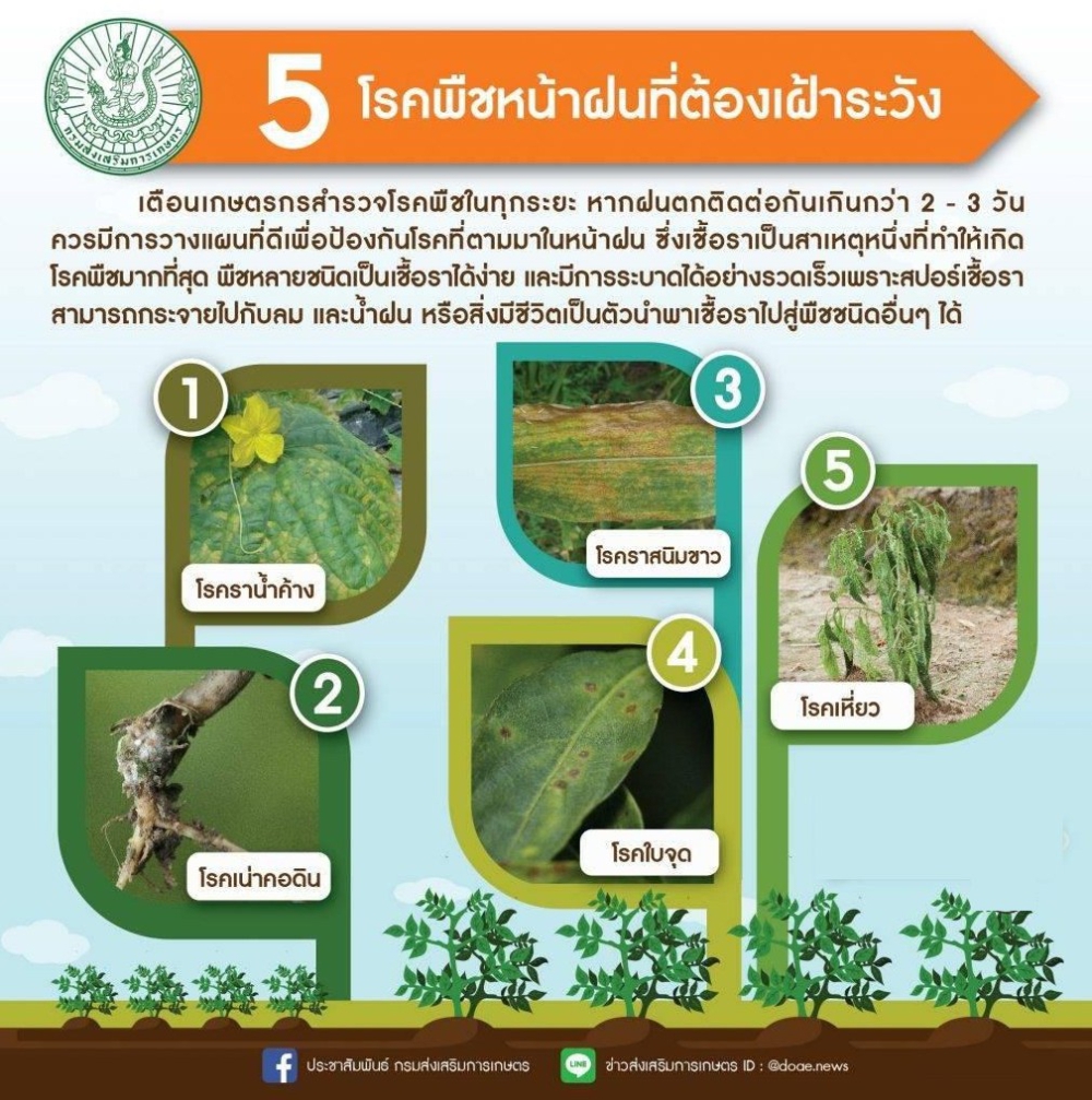 5 โรคพืชหน้าฝนที่ต้องเฝ้าระวัง