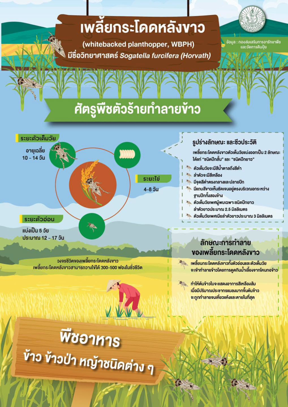 เพลี้ยกระโดดหลังขาว (infographic)